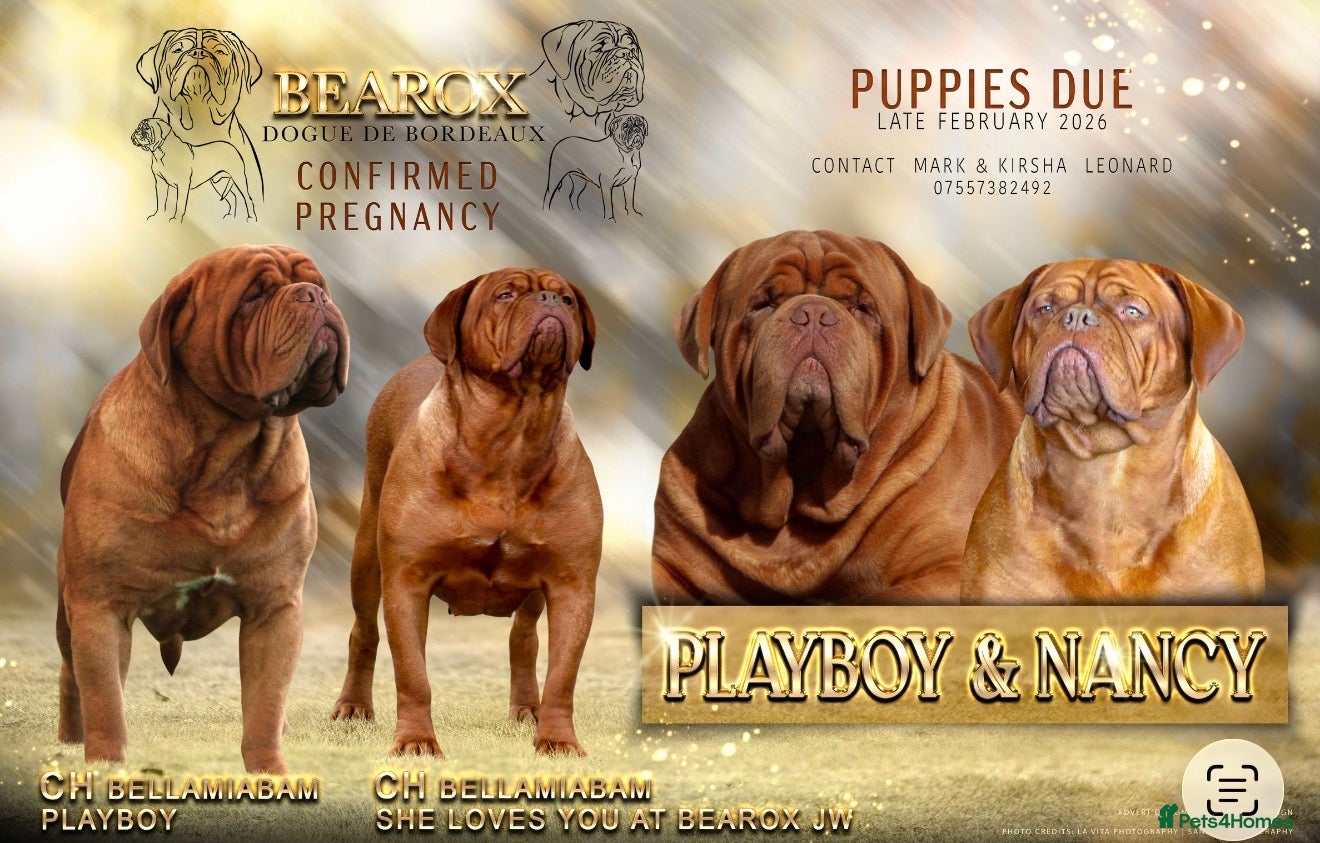Dogue De Bordeaux dogs UK CHAMPION PARENTS MALE PUPPY  - Advert 1