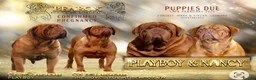 Dogue De Bordeaux dogs for sale: UK CHAMPION PARENTS MALE PUPPY  in York - Advert 1