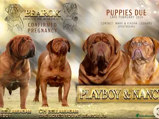 Dogue De Bordeaux dogs UK CHAMPION PARENTS MALE PUPPY - Advert 2