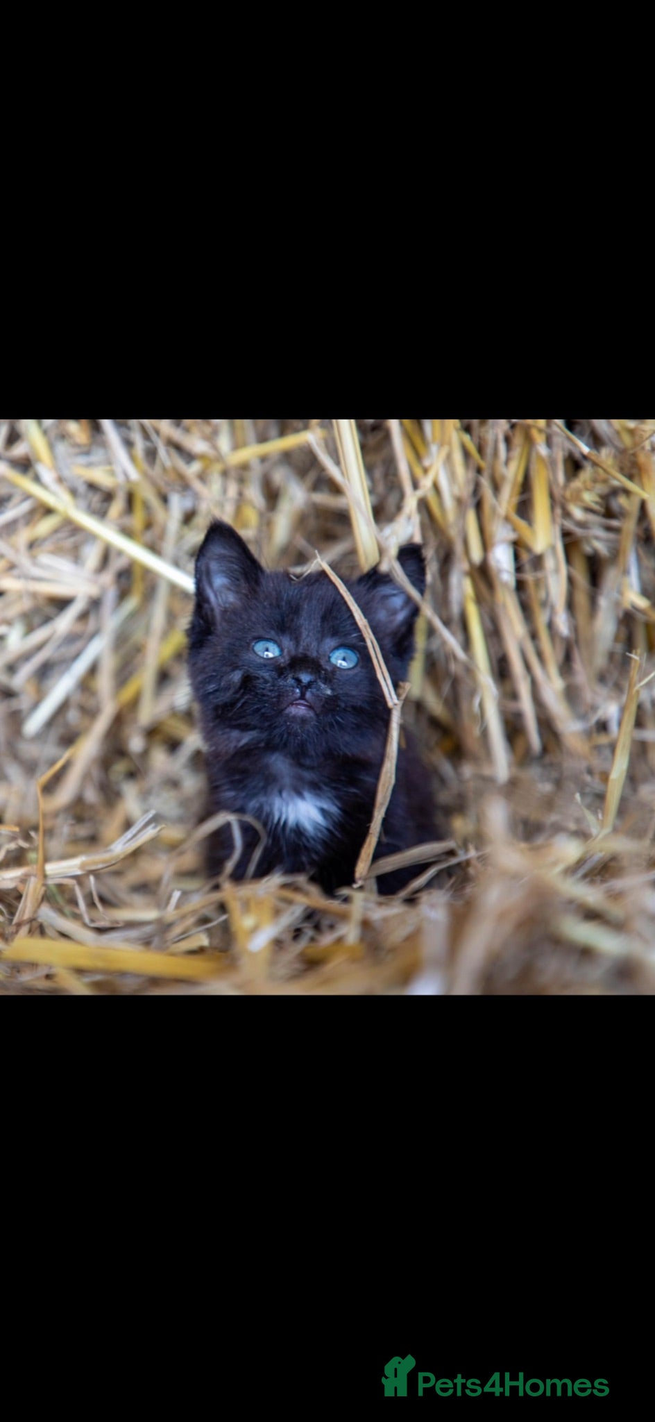 Mixed Breed cats Kittens for sale  - Advert 1