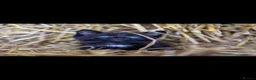 Mixed Breed cats for sale: Kittens for sale  - Advert 1