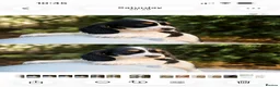 Cocker Spaniel dogs for sale: Stunning unique show cockers  - Advert 6