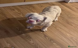 French Bulldog dogs for sale: Pink Fluffy(Ice)🧊  - Image 4