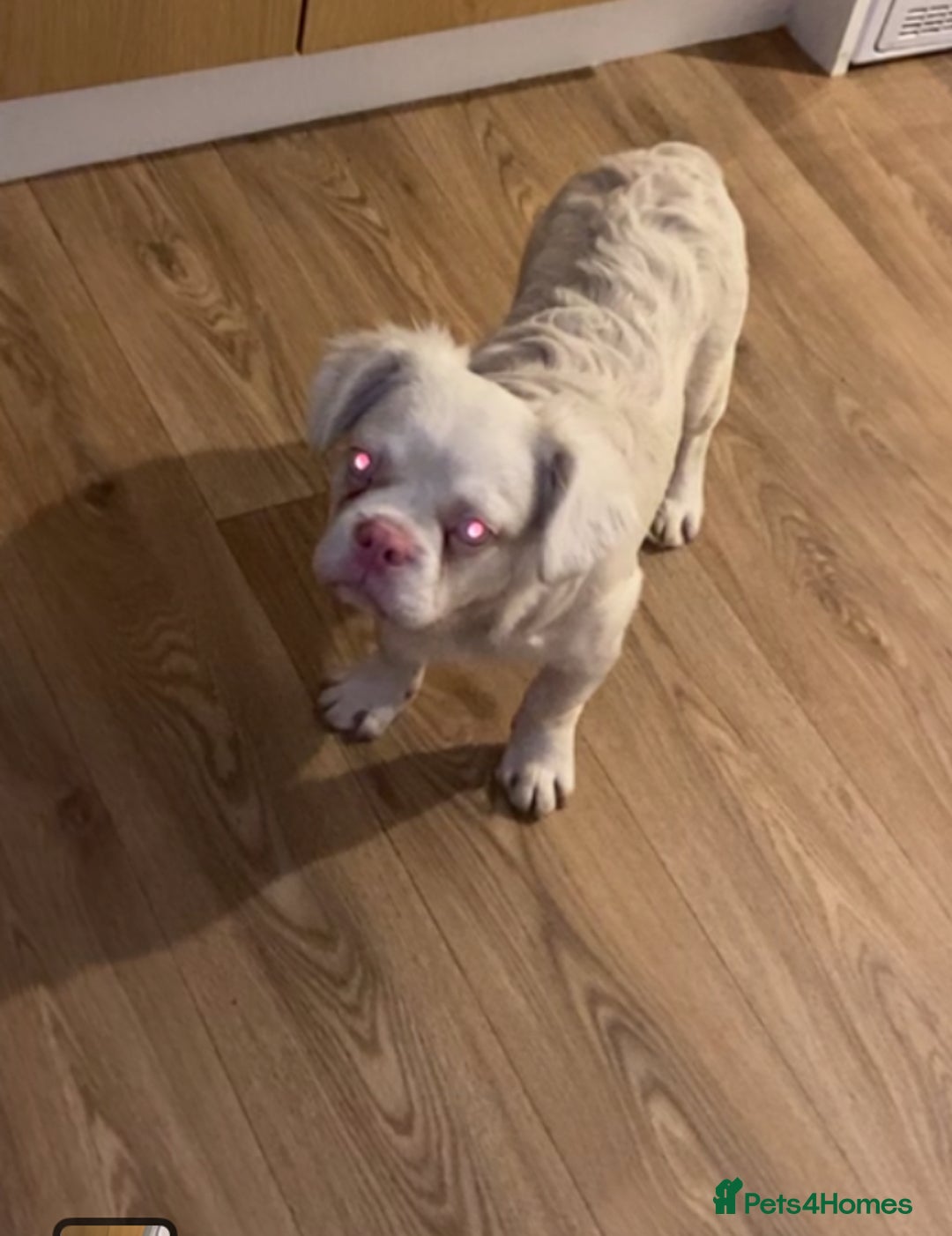 French Bulldog dogs for sale: Pink Fluffy(Ice)🧊  - Image 4