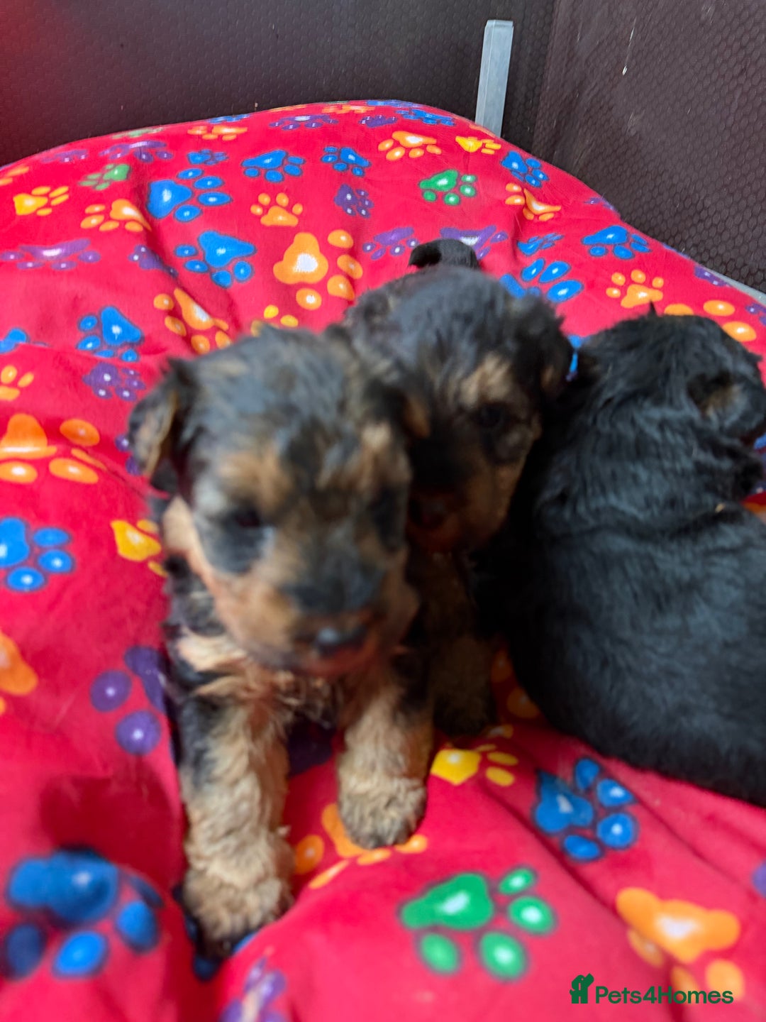 Welsh Terrier dogs for sale: Kc registered Welsh Terriers - Advert 4