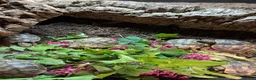Tortoise reptiles for sale: Various Tortoises At Urban Exotics - Advert 14