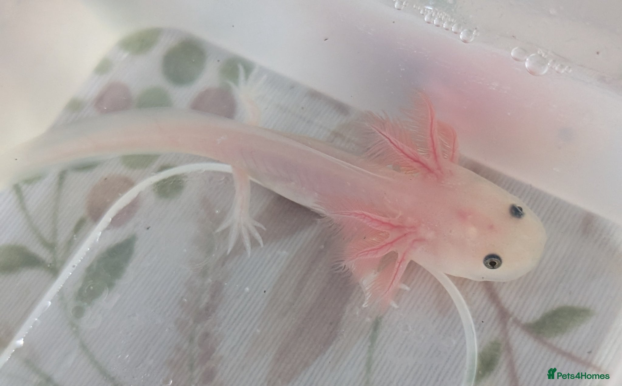 Axolotl reptiles Leucistic Axolotls - Available Now - Advert 1