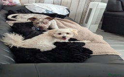 Mixed Breed dogs for sale: Beautiful girl, staff cross boxer - Image 10