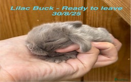 Mini Lop rabbits for sale: Mini Lops Bunnies. READ DESCRIPTION - Updated 22/7 in Chard - Image 30