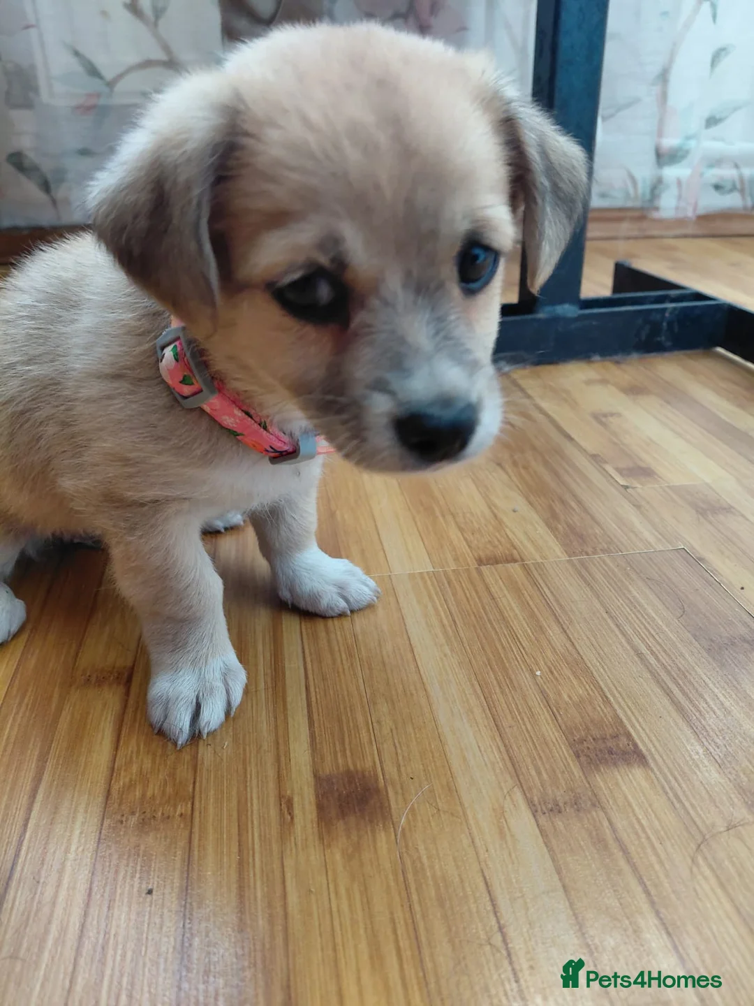 Mixed Breed dogs for adoption: 🌸Little HARA🌸- gentle, grateful and full of love - Advert 29