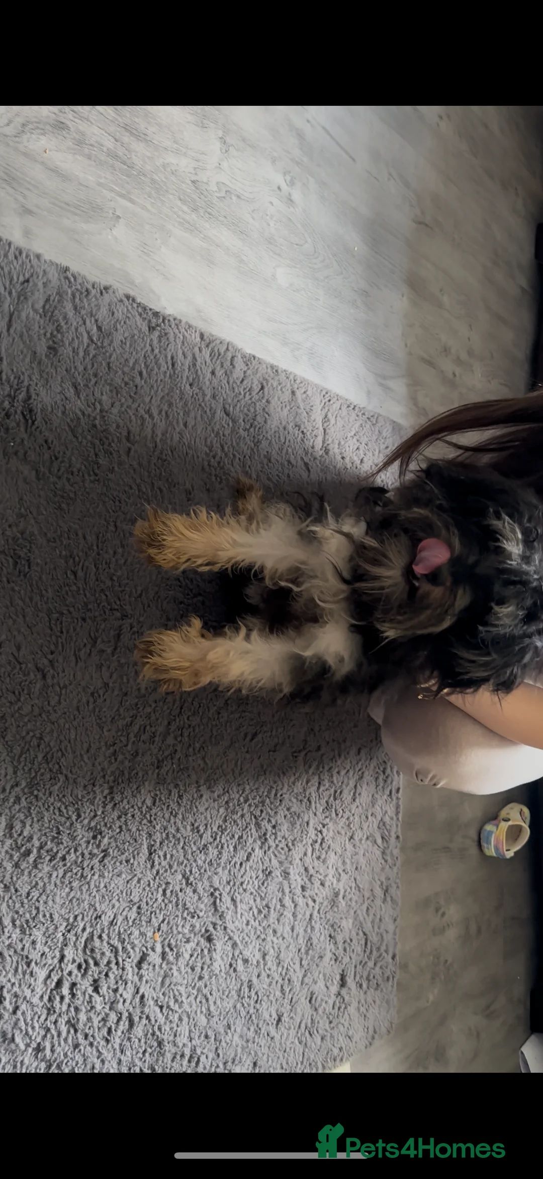 Mixed Breed dogs for sale: Lovely male puppy  - Advert 4