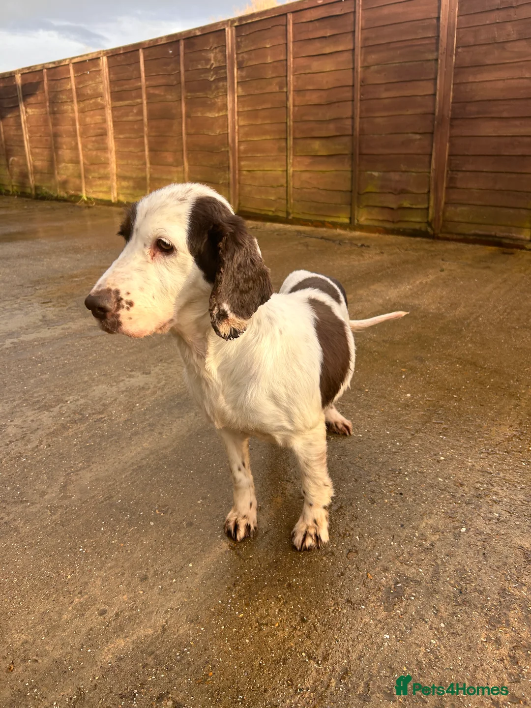 Cocker Spaniel dogs for sale: Cocker Spaniel  - Advert 3