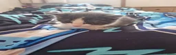 Mixed Breed cats for sale: Kitten boy - Advert 1