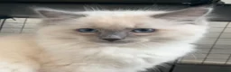 Ragdoll cats for sale: Blue Tortie Point Mitted Ragdoll Kittens - Advert 27