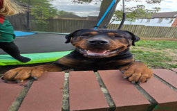 Mixed Breed dogs for sale: Gorgeous Rottweiler/Mastiff - Advert 4