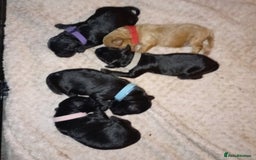 Cockapoo dogs for sale: Fb1 cockapoos puppies - Image 7