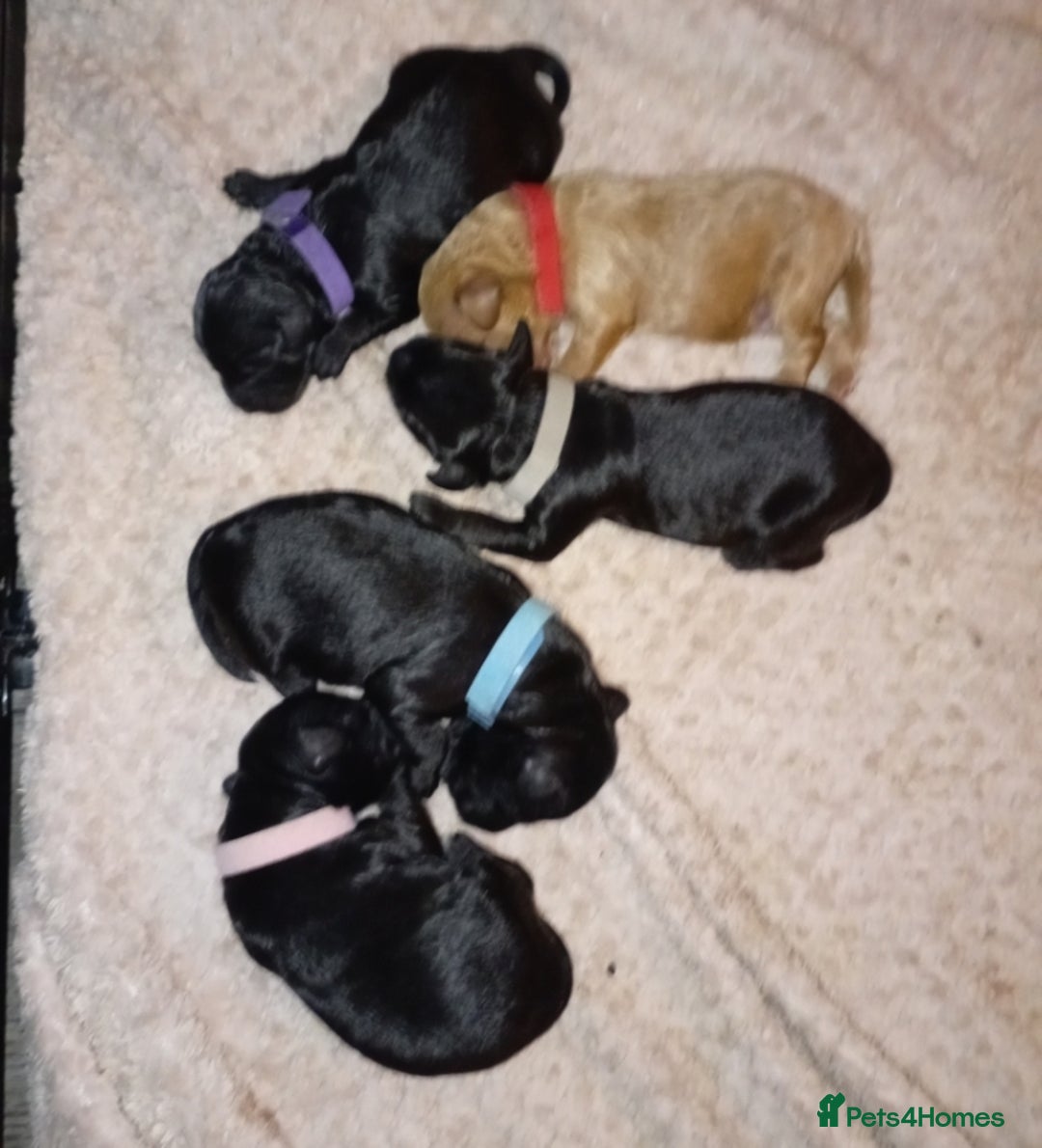 Cockapoo dogs for sale: Fb1 cockapoos puppies - Image 7