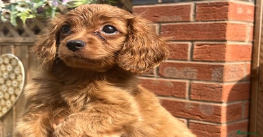 Cavapoo dogs - Advert 6