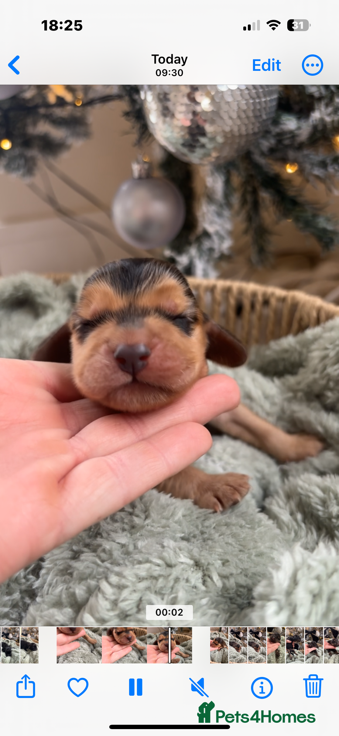 Cocker Spaniel dogs for sale: 100% sable show cockers  - Advert 13