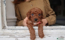 Cockapoo dogs for sale: Very unique Asian Toy Cockerpoos - Image 23