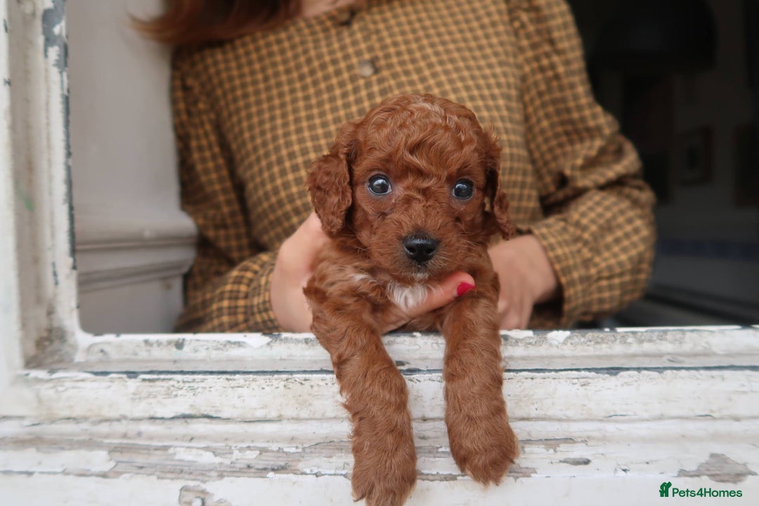 Cockapoo dogs for sale: Very unique Asian Toy Cockerpoos - Image 23