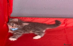 British Shorthair cats for sale: Beautiful bred British shorthairs  - Image 16