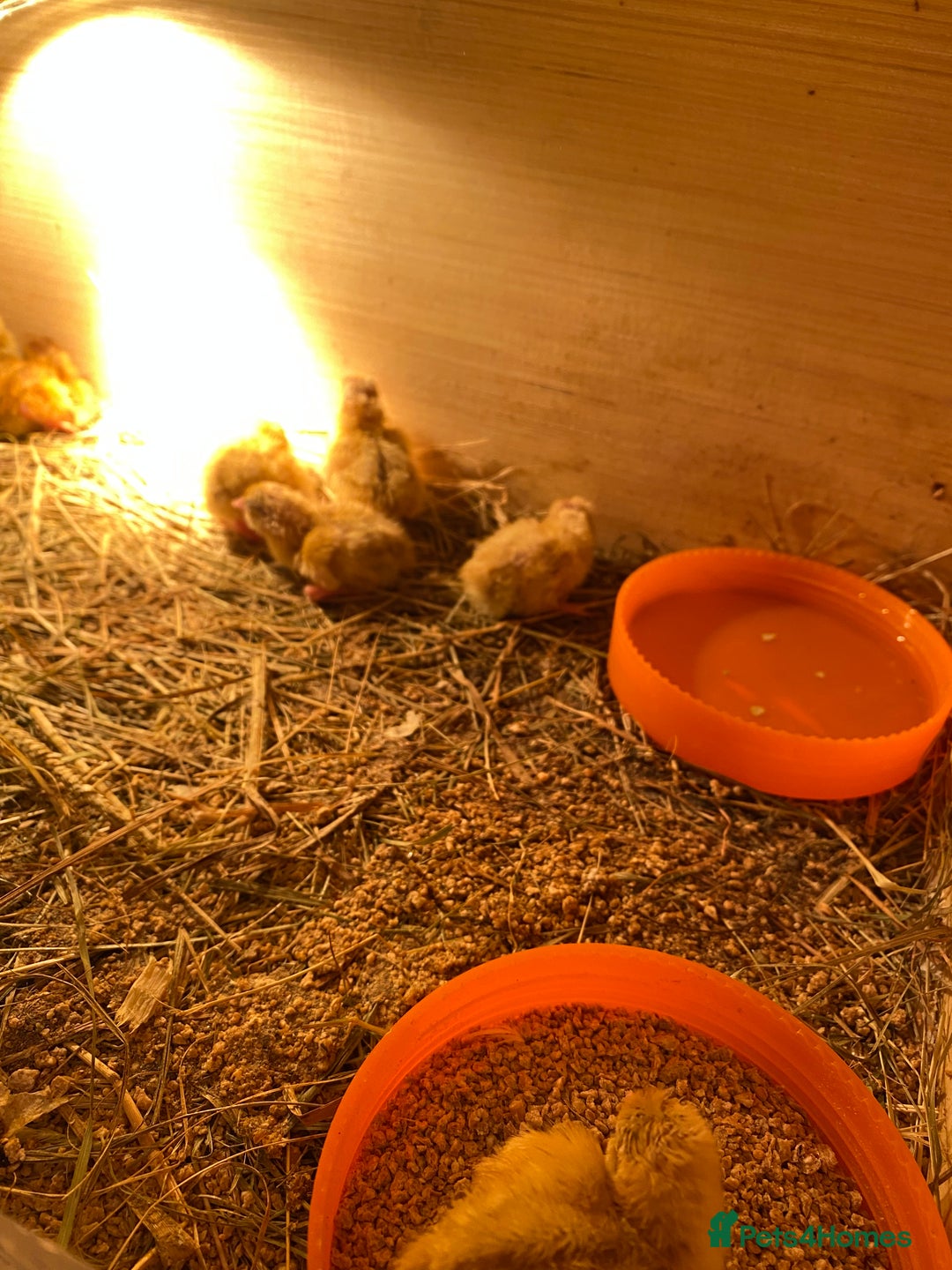 Quail poultry for sale: Baby coturnix quail £3 each or 2 for £5 - Advert 2