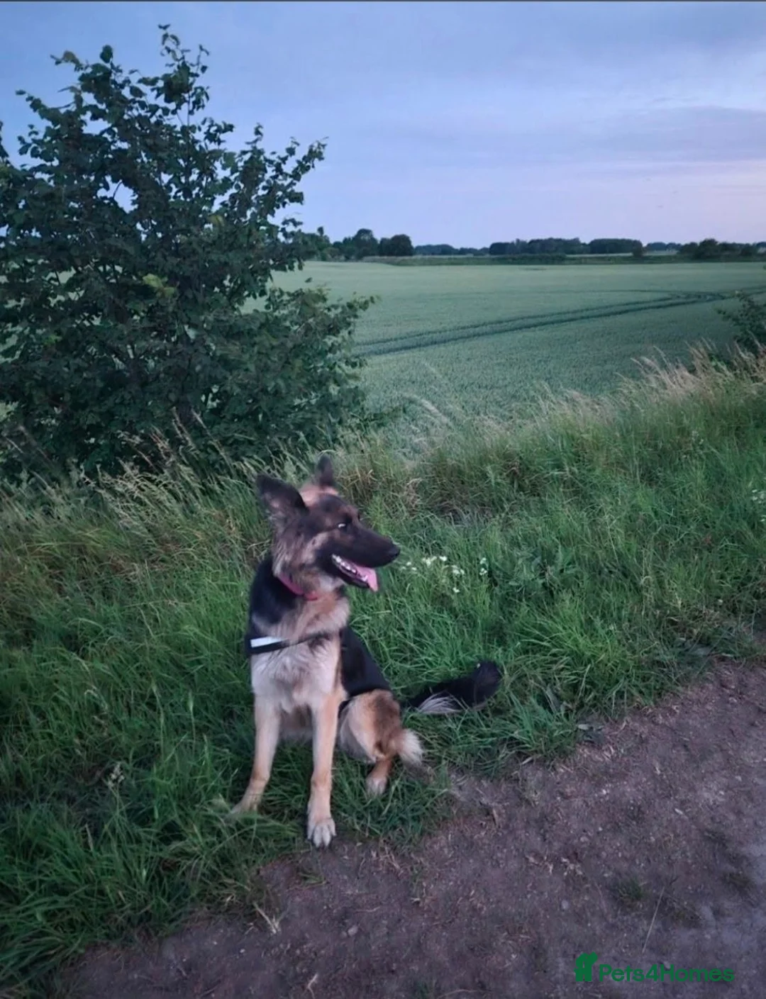 German Shepherd dogs for sale: Beautiful German Shepherd Puppies 🐾  - Advert 2