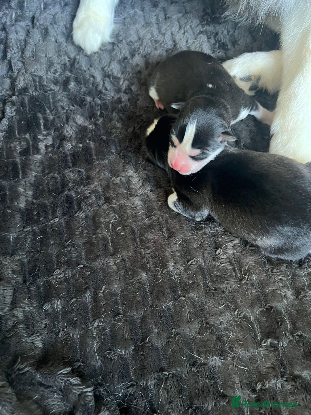 Pomsky dogs for sale: (Perfect Pomskies UK) 2 Female F3 Pomskies - Image 1