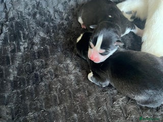 Pomsky dogs - Advert 1