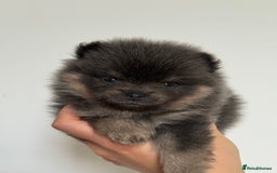 Pomeranian dogs for sale: ** KC pomeranian puppies - Image 6