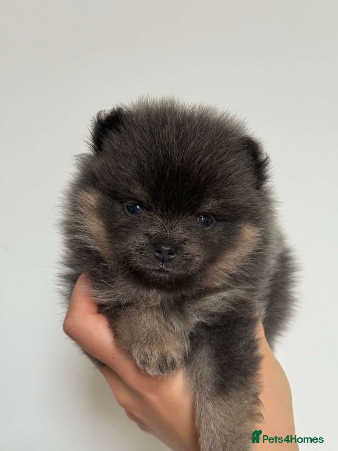 Pomeranian dogs for sale: ** KC pomeranian puppies - Image 6