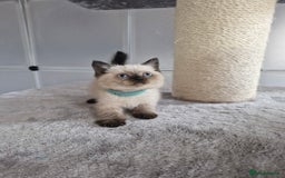 British Shorthair cats for sale: British shorthair and longhair - Image 3