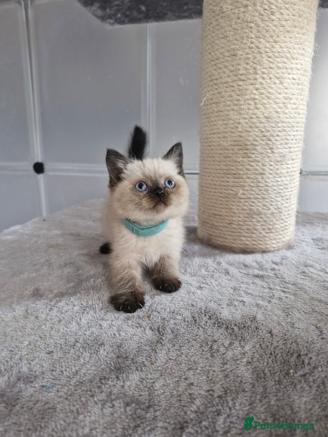 British Shorthair cats for sale: British shorthair and longhair - Image 3