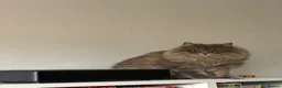 British Longhair cats for sale: British long hair, Ozzy (oswald, Oz) - Advert 4