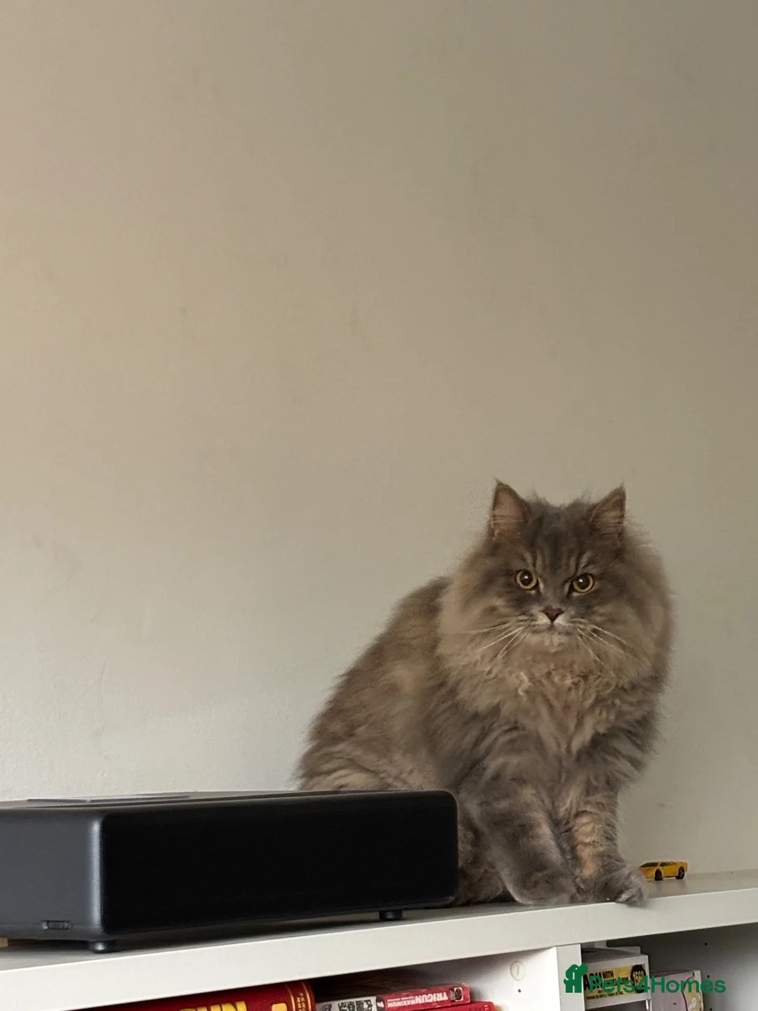 British Longhair cats for sale: British long hair, Ozzy (oswald, Oz) - Advert 4
