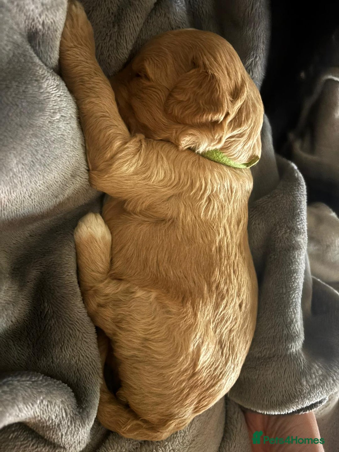 Goldendoodle dogs for sale: Beautiful F1B Goldendoodle Puppies – Ready Soon - Image 25