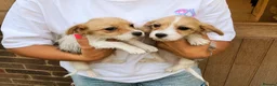 Mixed Breed dogs for sale: Tiny maltase+Jack Russell puppy’s  - Advert 3