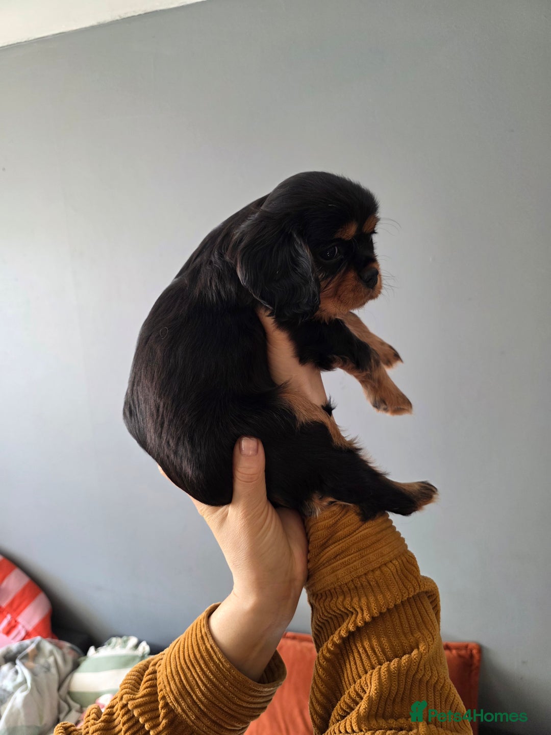 Cavalier King Charles Spaniel dogs for sale: Cavalier King Charles puppy girls - Image 9