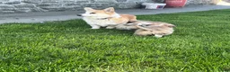 Welsh Corgi Pembroke dogs for sale: KC Reg Pembs Corgi - Advert 6