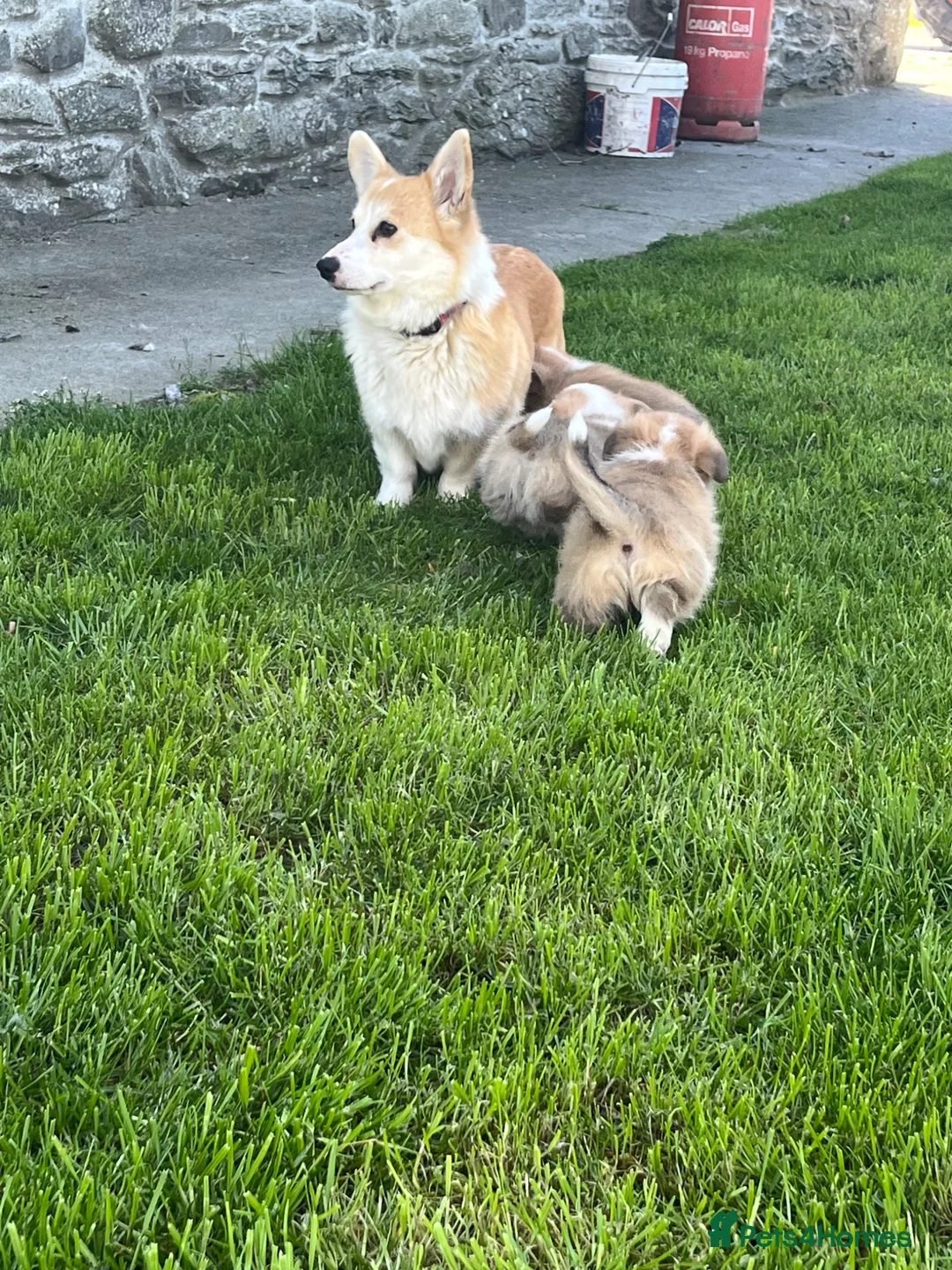 Welsh Corgi Pembroke dogs for sale: KC Reg Pembs Corgi - Advert 6