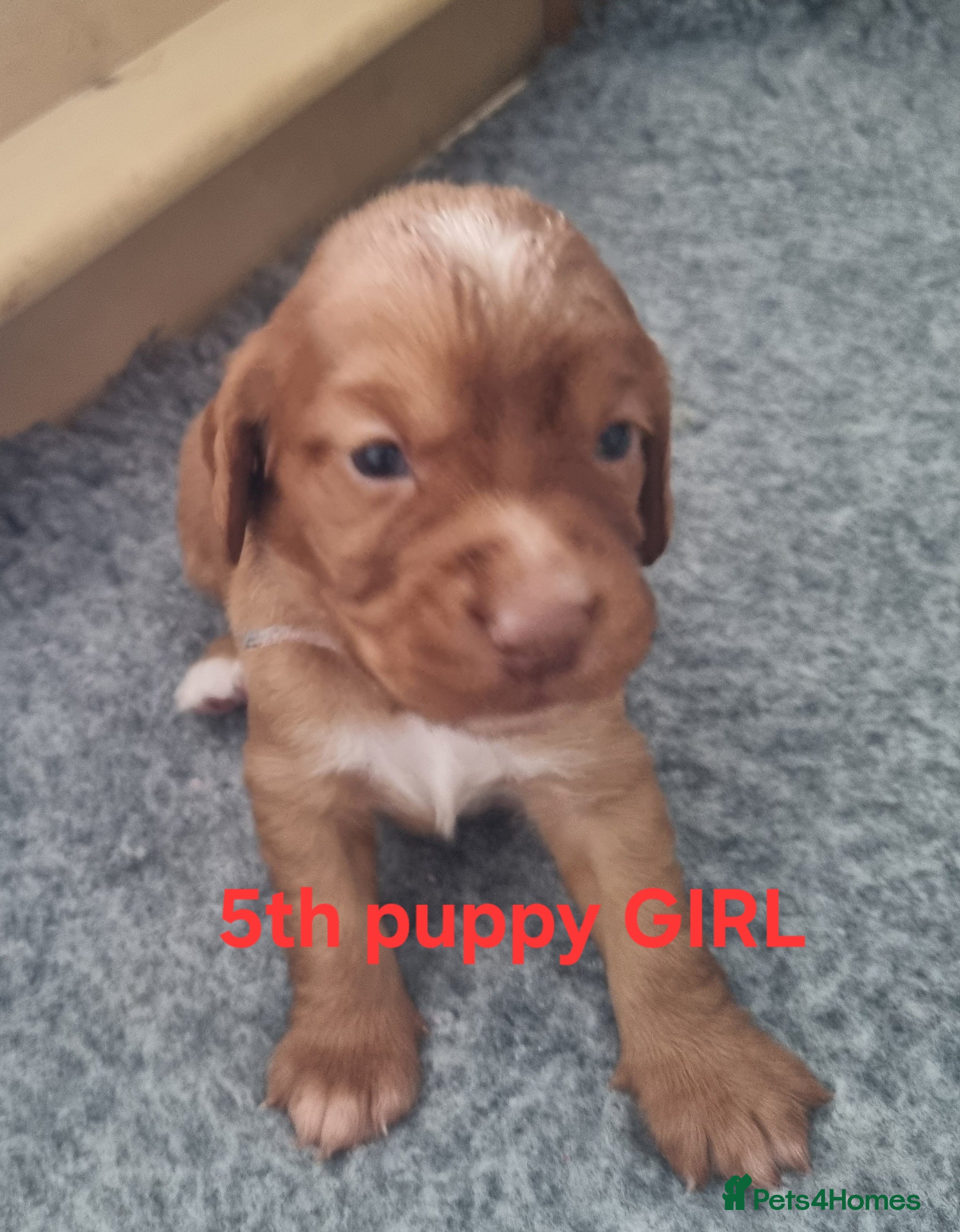 Cocker Spaniel dogs Adorable working breed cocker spaniels - Advert 2