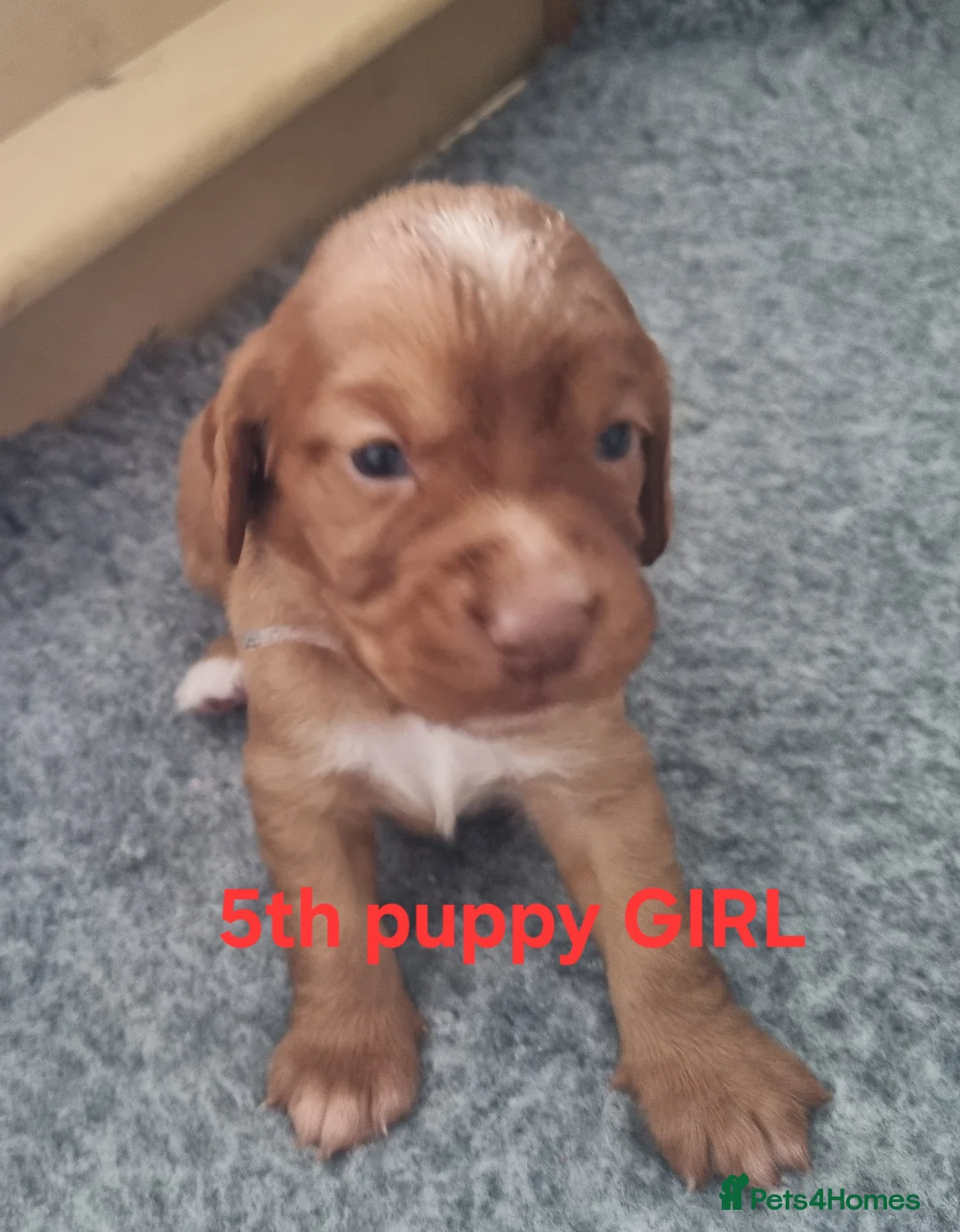 Cocker Spaniel dogs for sale: Adorable working breed cocker spaniels - Advert 2