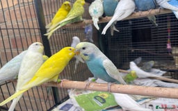 Budgerigars birds for sale: Baby Babies - Image 5