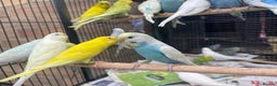 Budgerigars birds for sale: Baby Budgie birds - Advert 5