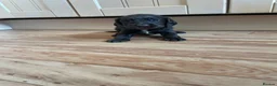 Cocker Spaniel dogs for sale: Beautiful working cocker spaniel puppies  - Advert 6