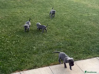 Cane Corso dogs Cane corso puppies for sale - Advert 12