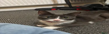 Domestic Shorthair 2