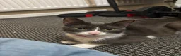 Domestic Shorthair cats for sale: Sparky and Smokey  - Advert 4