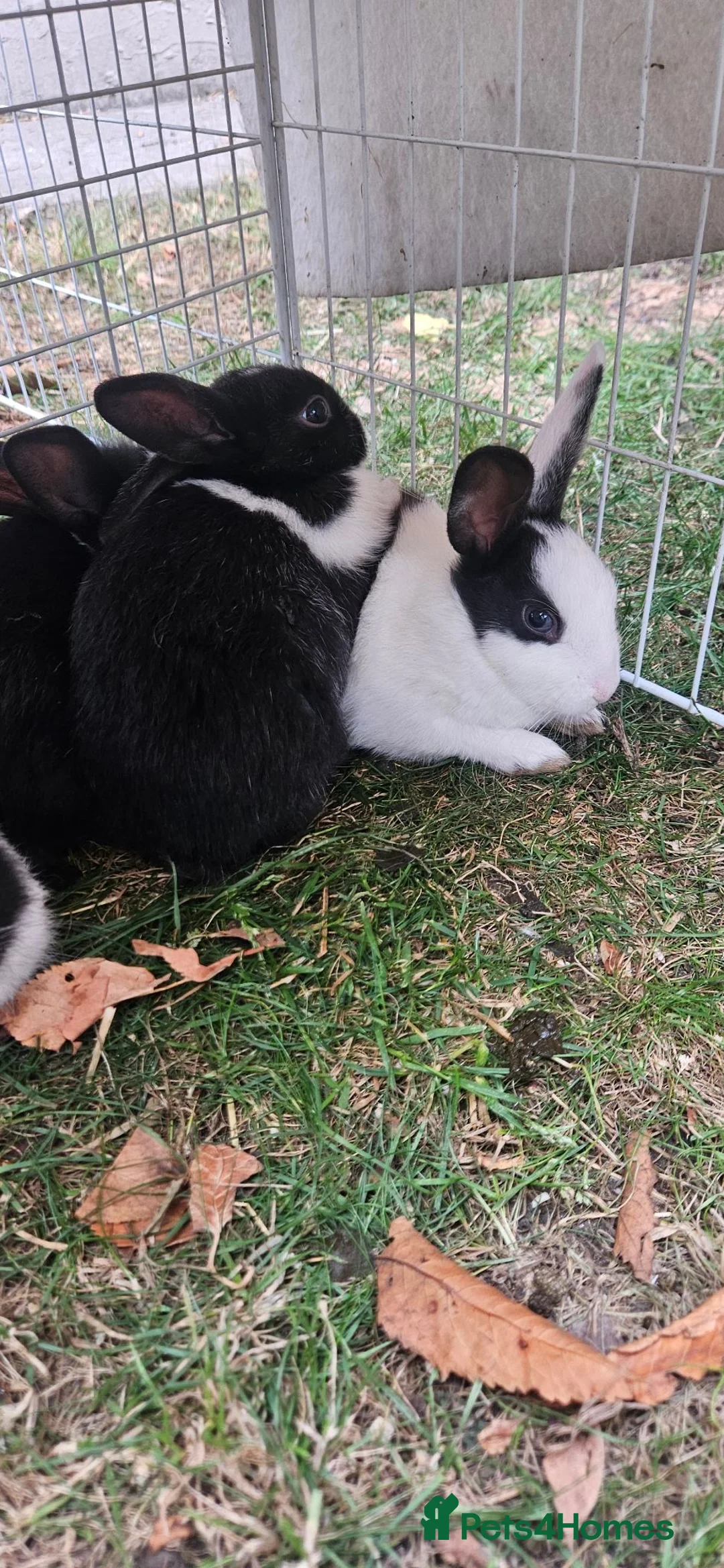 Mixed Breed rabbits for sale: They are friendly 🥰 - Advert 2